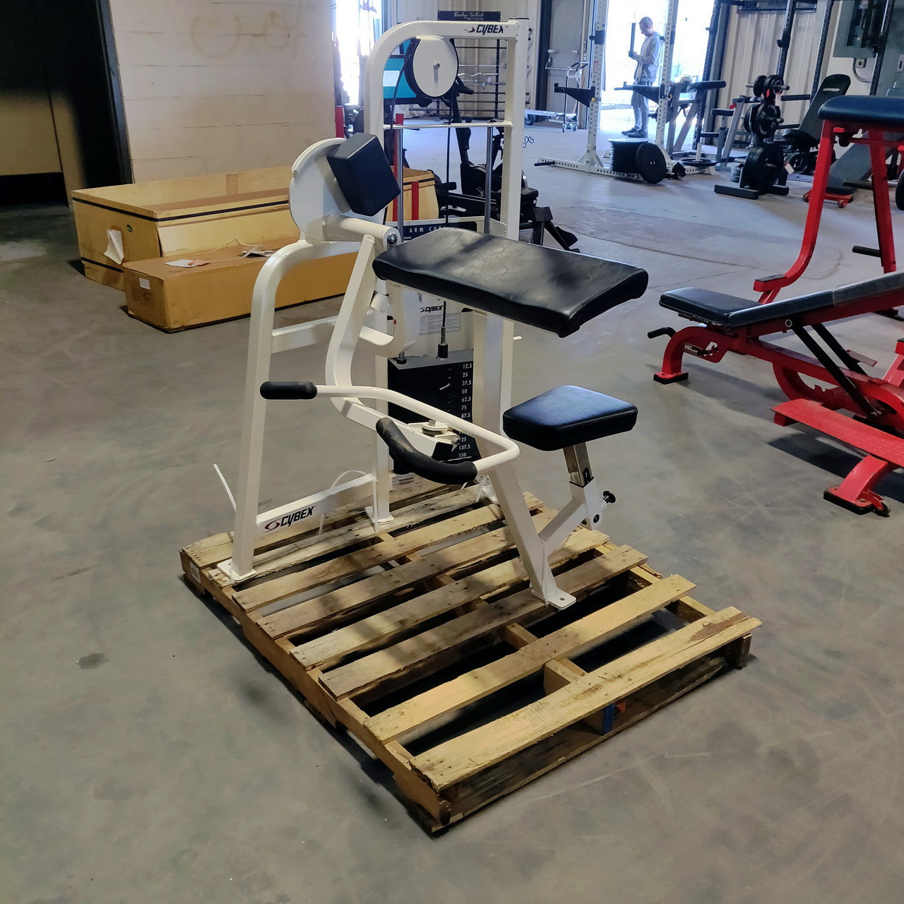cybex preacher curl machine Cybex Bicep Curl Commercial Grade